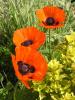 Oriental Poppy 'Allegro' - Papaver orientale 'Allegro'