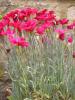'Fusilier' Alpine Carnation - Dianthus  'Fusilier'