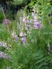 Goat's Rue - Galega officinalis 