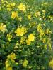 St John's Wort - Hypericum  'Hidcote'