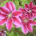Clematis ‘Doctor Ruppel’ - Clematis 'Doctor Ruppel' Clematis ‘Doctor Ruppel’ - Clematis 'Doctor Ruppel'