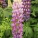 Lupin - Lupinus  'Persian Slipper' (PBR)