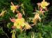 Columbine - Aquilegia  