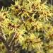 Witch Hazel - Hamamelis x intermedia 'Pallida'