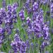 Lavender - Lavandula angustifolia  'Hidcote'