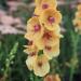 Mullein - Verbascum  'Clementine'