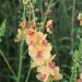 Mullein - Verbascum  'Clementine'