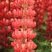 Lupin - Lupinus  'Red Rum' (PBR)