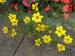 Bidens ferulifolia - Bidens ferulifolia 