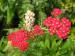 Yarrow - Achillea  'Fanal'