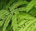 Plant image