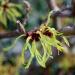 Witch Hazel - Hamamelis x intermedia 'Pallida'