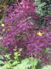 Smoke Bush - Cotinus coggygria 'Royal Purple'