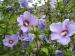 Rose Mallow 'Oiseau Bleu' - Hibiscus syriacus 'Oiseau Bleu' 