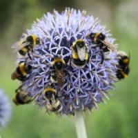 Episode 36: Tatton Park Flower Show & Gardening Jobs for August Episode 36: Tatton Park Flower Show & Gardening Jobs for August