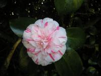 Camellia