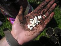 Seeds in hand