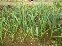 Garlic plants growing in the ground